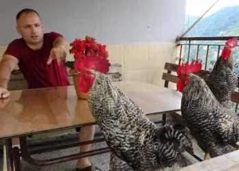 Bu horozlar komutla ötüyor