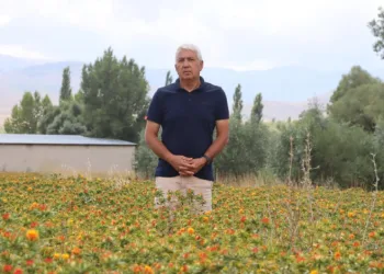 35 yıl kamuda çalıştı, emekli olunca aspir ekimine başladı