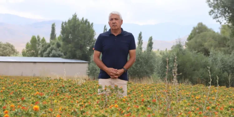 35 yıl kamuda çalıştı, emekli olunca aspir ekimine başladı
