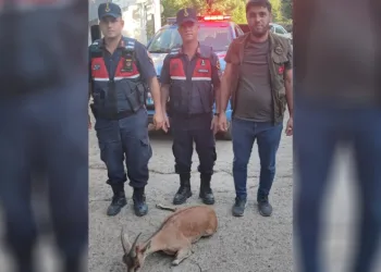 Yaralı dağ keçisini jandarma kurtardı