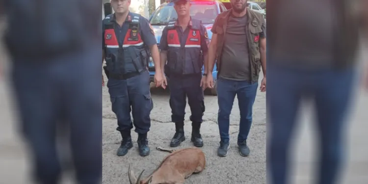 Yaralı dağ keçisini jandarma kurtardı