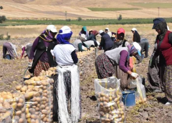Sandıklı’da patates hasatı başladı