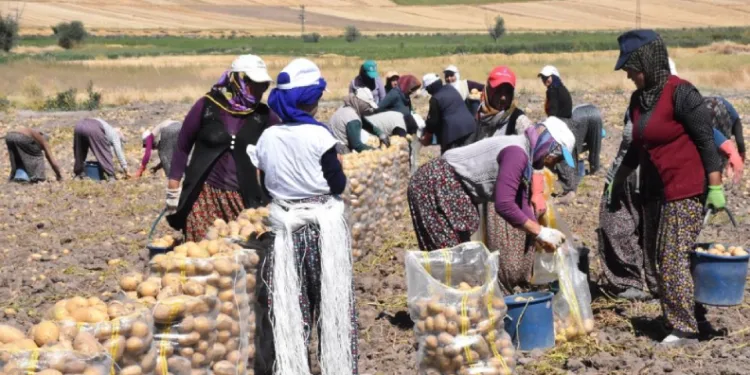 Sandıklı’da patates hasatı başladı