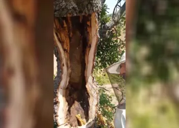 Ağaç gövdesinden kilolarca bal çıktı