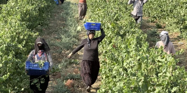Yüksek rekolte üzüm fiyatlarını düşürdü
