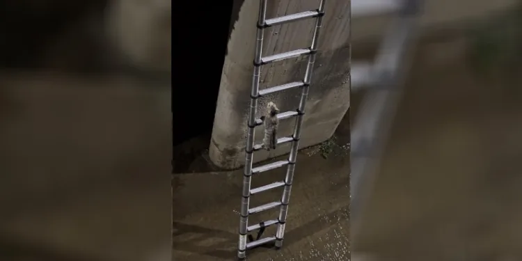 Merdiveni gördü, kendi kendini kurtardı