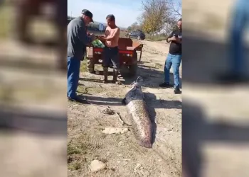 Oltaya 78 kiloluk dev balık takıldı: Yanına yatınca boy farkına şok oldu