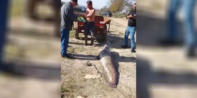Oltaya 78 kiloluk dev balık takıldı: Yanına yatınca boy farkına şok oldu