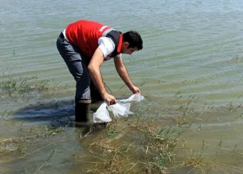 Tekirdağ’da göletlere 150 bin balık bırakıldı