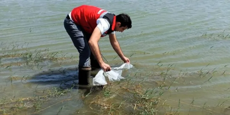 Tekirdağ’da göletlere 150 bin balık bırakıldı