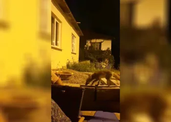 Evinin önüne gelen tilkiyi elleriyle besliyor