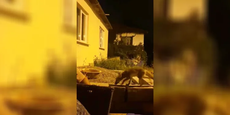 Evinin önüne gelen tilkiyi elleriyle besliyor
