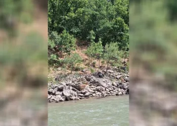 Tunceli’de koruma altındaki dağ keçileri Munzur Nehri kıyısında görüntülendi
