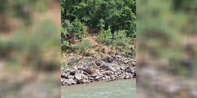 Tunceli’de koruma altındaki dağ keçileri Munzur Nehri kıyısında görüntülendi
