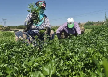 Maydanoz tarlasının emekçi kadınları