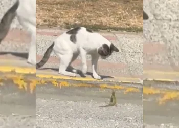 Silivri’de kedi ve kertenkelenin kavgası cep telefonu kamerasında
