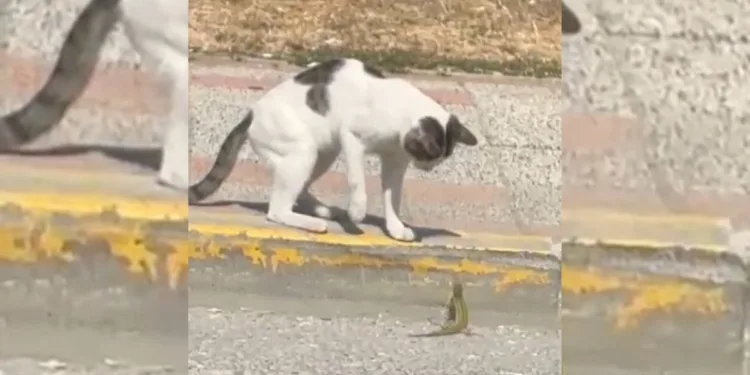Silivri’de kedi ve kertenkelenin kavgası cep telefonu kamerasında