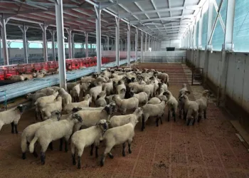 Kastamonu’da bilimsel çalışmalar meyvesini verdi: 55 koyun 100’ün üzerinde kuzu doğurdu