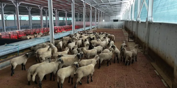 Kastamonu’da bilimsel çalışmalar meyvesini verdi: 55 koyun 100’ün üzerinde kuzu doğurdu