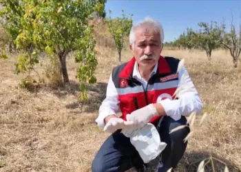 Tekirdağ’da çiftçiye tarla faresine karşı zamanında mücadele çağrısı