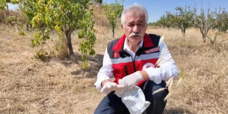 Tekirdağ’da çiftçiye tarla faresine karşı zamanında mücadele çağrısı
