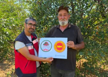 Şaphane Vişnesi için tescil çalışmaları sürüyor