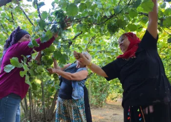 Düzce’nin ovalarında kadınların imece usulü fındık mesaisi başladı