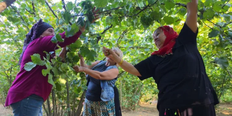 Düzce’nin ovalarında kadınların imece usulü fındık mesaisi başladı
