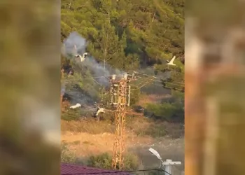Direğe konan 5 leylekten 3’ü elektrik akımına kapılarak telef oldu