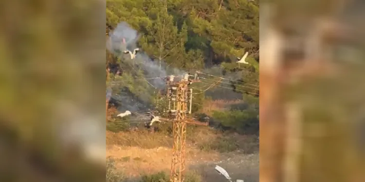 Direğe konan 5 leylekten 3’ü elektrik akımına kapılarak telef oldu