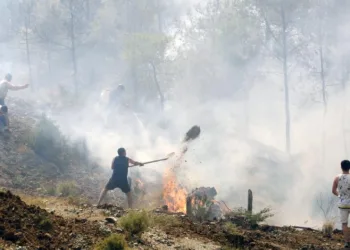 Her şey ‘Yeşil Vatan’ın tek bir ağacını kurtarmak için