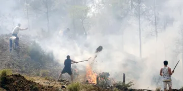 Her şey ‘Yeşil Vatan’ın tek bir ağacını kurtarmak için
