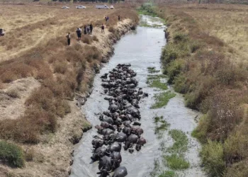 Sıcaktan bunalan mandalar derede serinledi