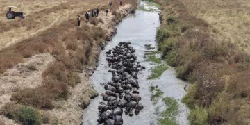 Sıcaktan bunalan mandalar derede serinledi