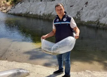 Soma’da baraj ve göletlere 250 bin yavru sazan bırakıldı