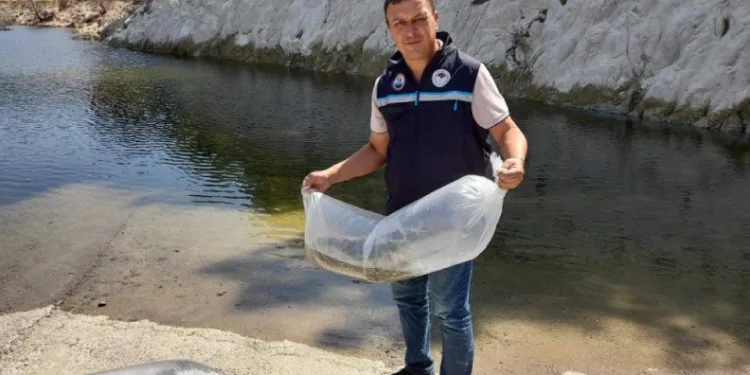 Soma’da baraj ve göletlere 250 bin yavru sazan bırakıldı