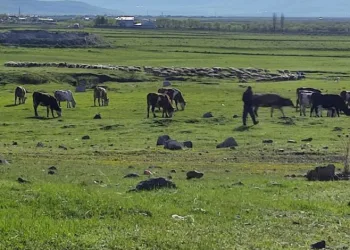 O ilimde kuduz alarmı! Bölge karantinaya alındı