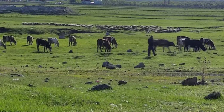 O ilimizde kuduz alarmı! Bölge karantinaya alındı