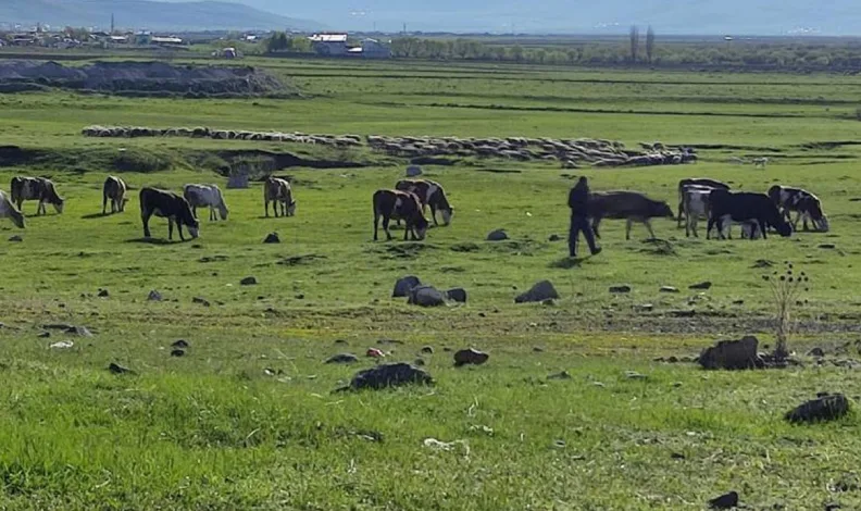 O ilimde kuduz alarmı! Bölge karantinaya alındı