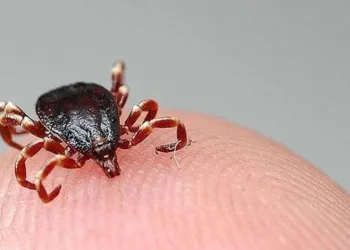 Sivas’ta kene bir can daha aldı