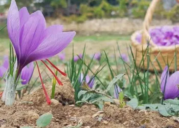 Kilosu 600 bin TL olan safranın yeni sezon dikimi başladı