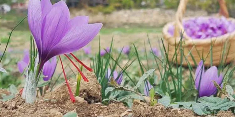 Kilosu 600 bin TL olan safranın yeni sezon dikimi başladı
