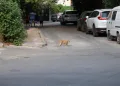 Kedi ve köpek temasındaki kuduz alarmında ilk 48 saate dikkat