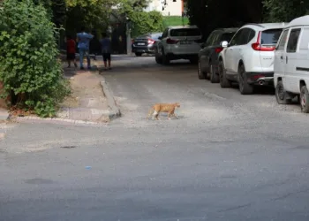 Kedi ve köpek temasındaki kuduz alarmında ilk 48 saate dikkat