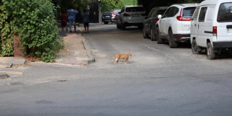 Kedi ve köpek temasındaki kuduz alarmında ilk 48 saate dikkat
