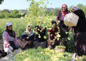Amasya’da tarlada ”altın” mesaisi