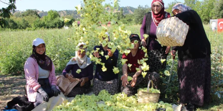 Amasya’da tarlada ”altın” mesaisi