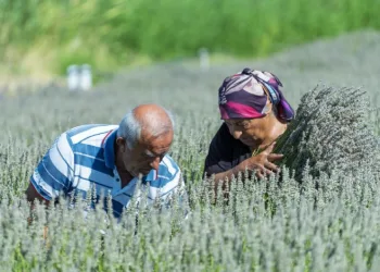 Yaşlı çiftin lavanta bahçesindeki hüzünlü bekleyişi