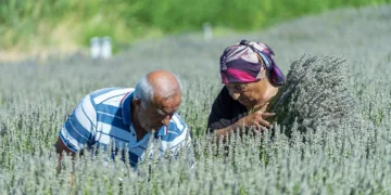 Yaşlı çiftin lavanta bahçesindeki hüzünlü bekleyişi