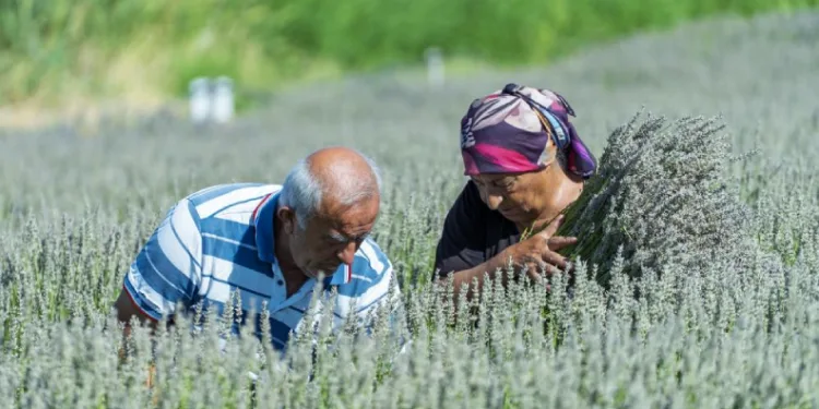Yaşlı çiftin lavanta bahçesindeki hüzünlü bekleyişi